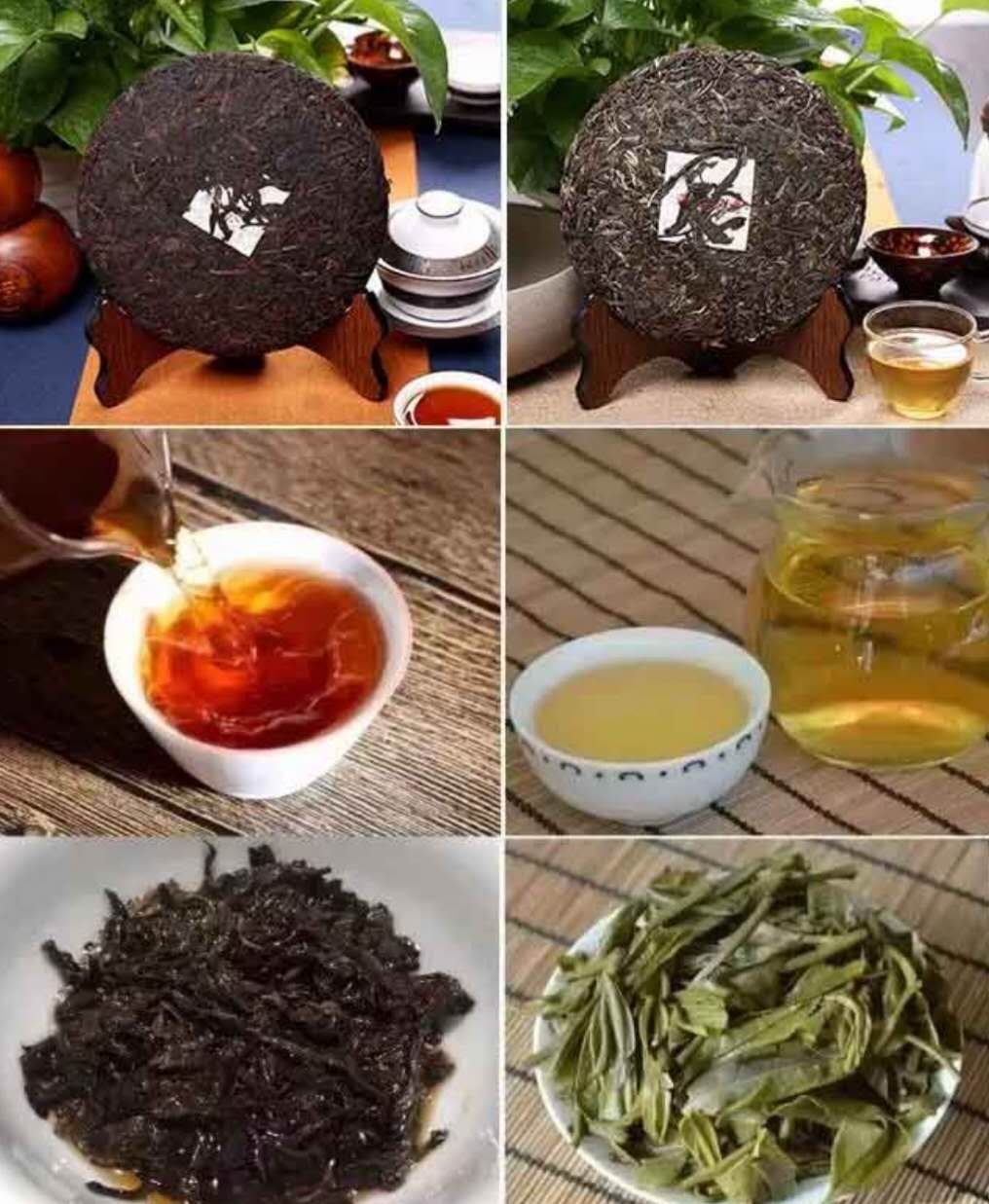 乔木熟茶图.jpg